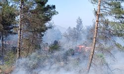 Hatay'da orman yangını