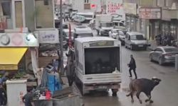 Mandanın boynuz darbeleriyle yaralandı