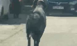 Sahibinin kaçan kurbanlık kamerada