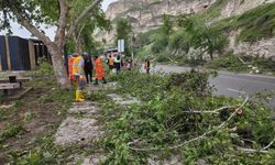 Şanlıurfa'da fırtınada devrilen ağaçlar kaldırılıyor