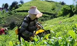 Çay Hasadı İçin Ortak Fiyat Kararı