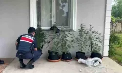 Düzce’de Eve Kurduğu Sistemle Kenevir Yetiştirdi: Jandarmadan Operasyon