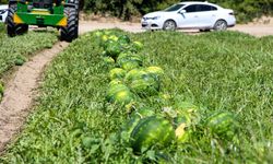 Adana'da karpuz hasadı devam ediyor
