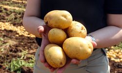 Adana'da patates hasadı başladı: tarlada kilosu 20 TL'ye düştü