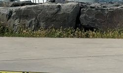 Avcılar'da denizde kadın cesedi