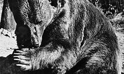 İkinci Dünya Savaşı’nda savaşmış bir ayı: Wojtek