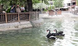 Ankara Kuğulu Park'ta Sevindiren Gelişme!