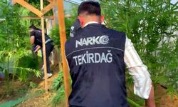 Bağ evinde uyuşturucu yetiştiren şüpheli tutuklandı