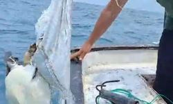 Caretta carettayı balıkçı kurtardı