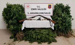 İzmir'de ormanda kenevir yetiştiren şüpheli yakalandı