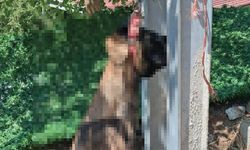 Kırıkhan’da Dehşet! Evinden Alınan Köpek Elektrik Direğinde Ölü Bulundu