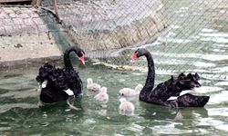 Kuğulu Park'ta 4 yeni yavru kuğu dünyaya geldi