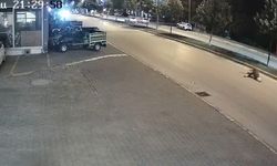 Motosikletin çarptığı inek öldü