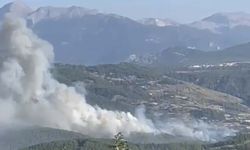 Muğla'da orman yangını!
