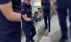 Otomobilin motor kısmına girdi, jandarma tarafından kurtarıldı!