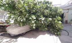 Otomobilin üzerine ağaç devrildi