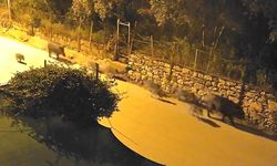 Şehir merkezinde yaban domuzu alarmı