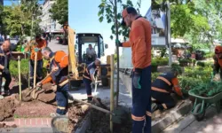 Çankaya'da Ağaçlandırma Çalışmaları Aralıksız Devam Ediyor
