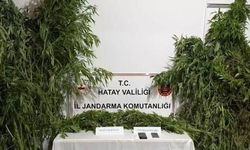 Hatay’da jandarmadan uyuşturucu operasyonu: 2 gözaltı