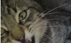 Ankara'da Kedi Katliamı! Bu Caniliği Kim Yapıyor?