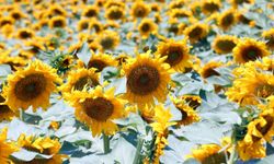 Aksaray'dan Avrupa ve Japonya'ya ihracat