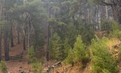 Antalya'daki orman yangını, kontrol altına alındı