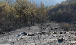 Aydın'daki orman yangını 3'üncü gününde!