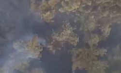 Balıkesir'deki orman yangını devam ediyor