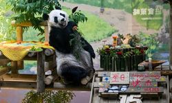 Çin’de Dev Panda Xing Mei’nin 15’inci Yaş Günü Kutlandı