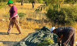 Datça Bademinde Hasat Sezonu Başladı