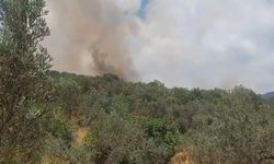 Erdek'te orman yangını