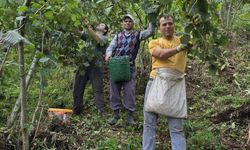 Hayır için bağışlanan 1 ton fındık imece usulü toplandı