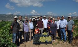 İslahiye'de Üzüm Hasadı Başladı