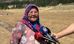 Safran toprakla buluştu