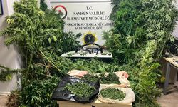 Samsun'da kenevir operasyonu