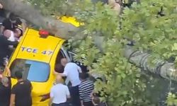 Şişli'de ağaç devrildi!