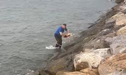 Yaralı leyleği denize girip kurtardı