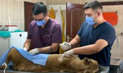 Sincan’da sahipsiz hayvanlara kapsamlı bakım ve rehabilitasyon