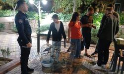 Afrika gri papağanı satışına 30 bin TL ceza