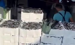 Gelibolu açıklarında tek seferde 1500 kasa sardalya avladılar
