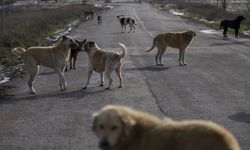 Sokak Köpeklerinin Yüzde 99,22’si Toplandı: Süreç Nasıl İşleyecek?