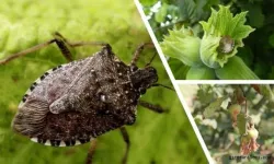 Fındık üreticisinin korkulu rüyası geriledi! Kahverengi kokarcada büyük başarı