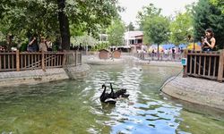 Kuğulu Park’ın minik sakinleri büyüyor: Vatandaşlara önemli uyarı