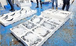Sezon bereketli başladı, balıkçının yüzü güldü