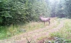 Sakarya Ormanlarında Yaban Hayatı Kamerada! Ayı, Geyik ve Yavruları Görüntülendi