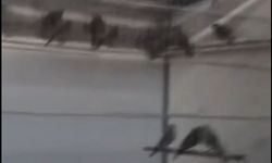 Ankara’da kaçak saka kuşu operasyonu: 134 kuş ele geçirildi