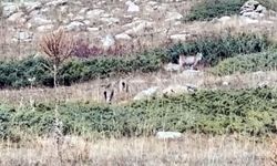 Ardahan’da Nadir Görüntü: Vaşak ve İki Yavrusu Kamerada