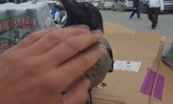 Hasta halde bulduğu kargayı sahiplendi! Paşa mahallelinin sevgilisi oldu!
