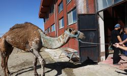 Türkiye’de Bir İlk! 7 Yaşındaki Devenin Gözleri İçin Kök Hücre Tedavisi Başlatıldı