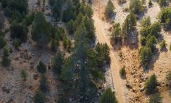 Türkiye’nin Binlerce Yıllık Doğal Mirası Koruma Altında! 10 Bin 963 Anıt Ağaç İçin Seferberlik